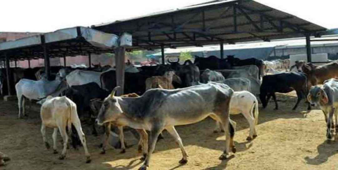 Government's new scheme cowshed Gaushala open