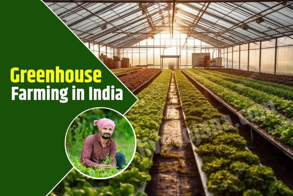 Greenhouse Farming in India